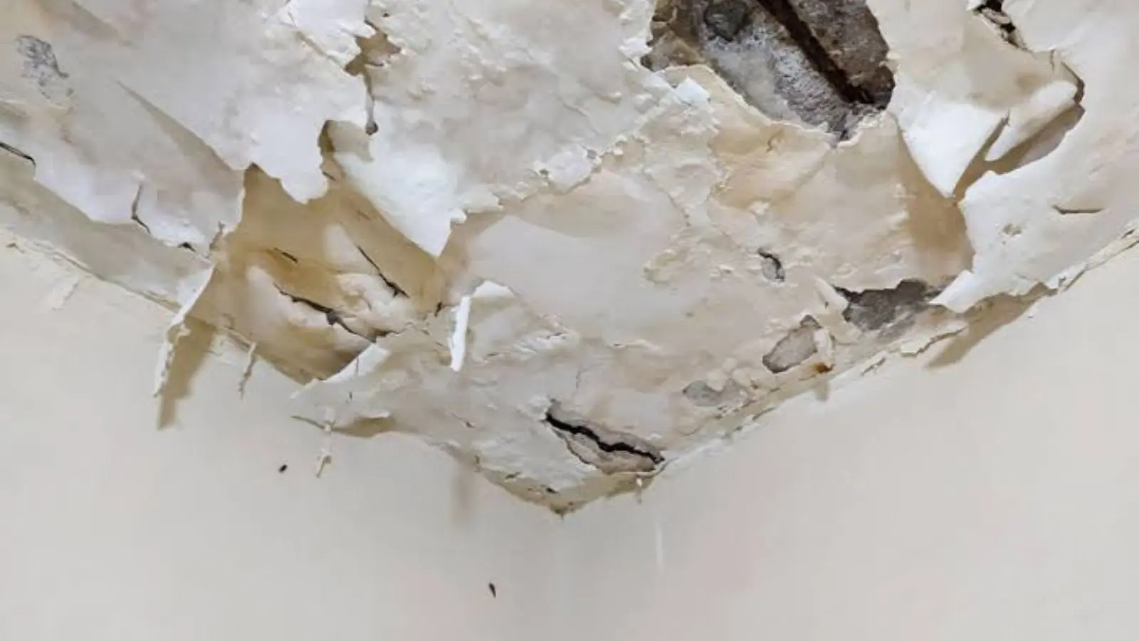 Peeling and cracked paint on a water-damaged ceiling