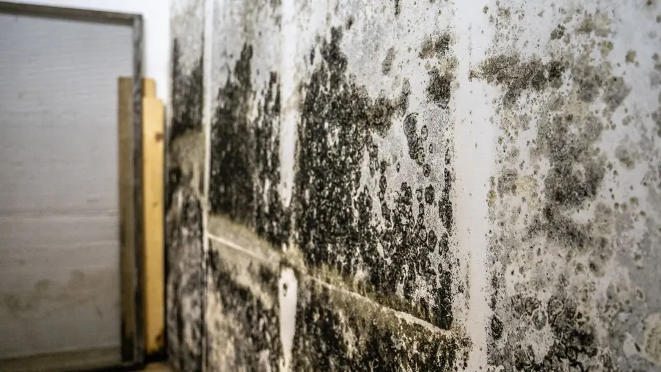 Black mold growth spreading across a wall